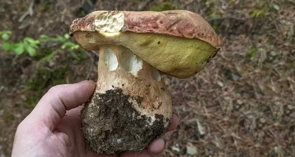 Весняне літо: через спеку та дощі в лісах «пішли» білі гриби